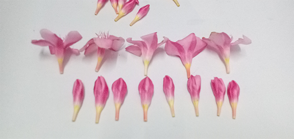 Ganneru / Oleander  flowers